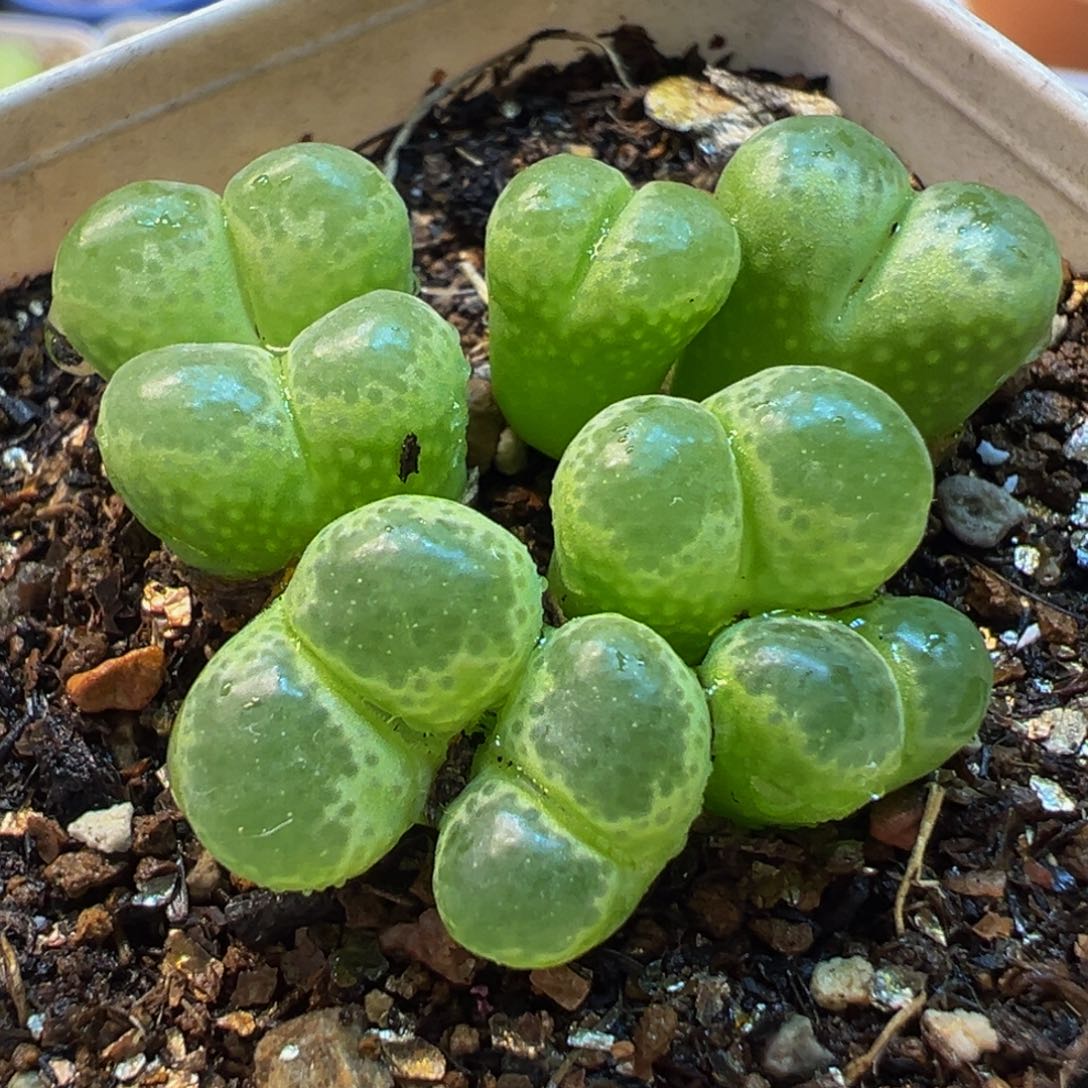 013多肉植物种类多样