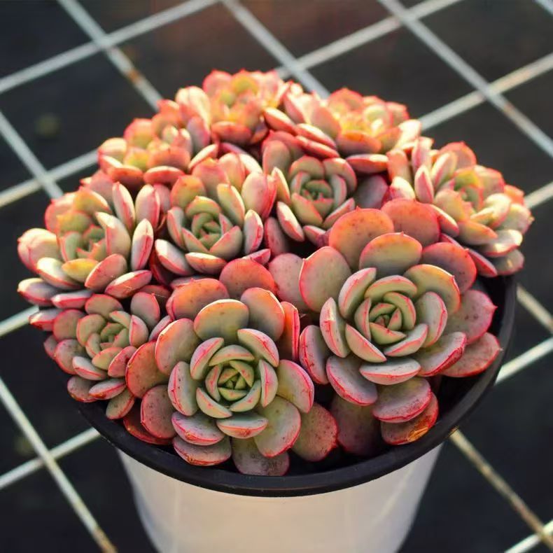 凌波仙子多肉植物满15包邮 好养易活适合办公室阳台美观净化空