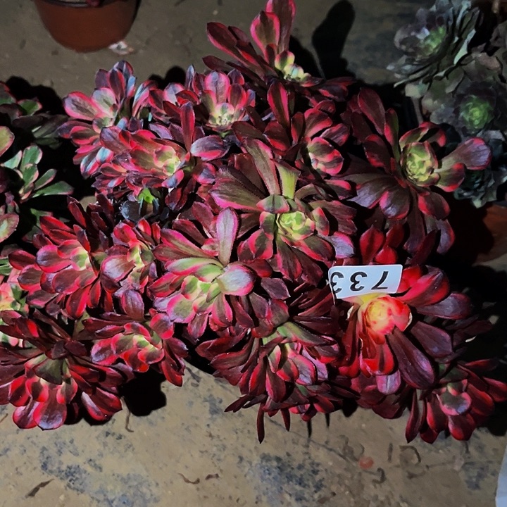 733烟花多肉植物处理不售后