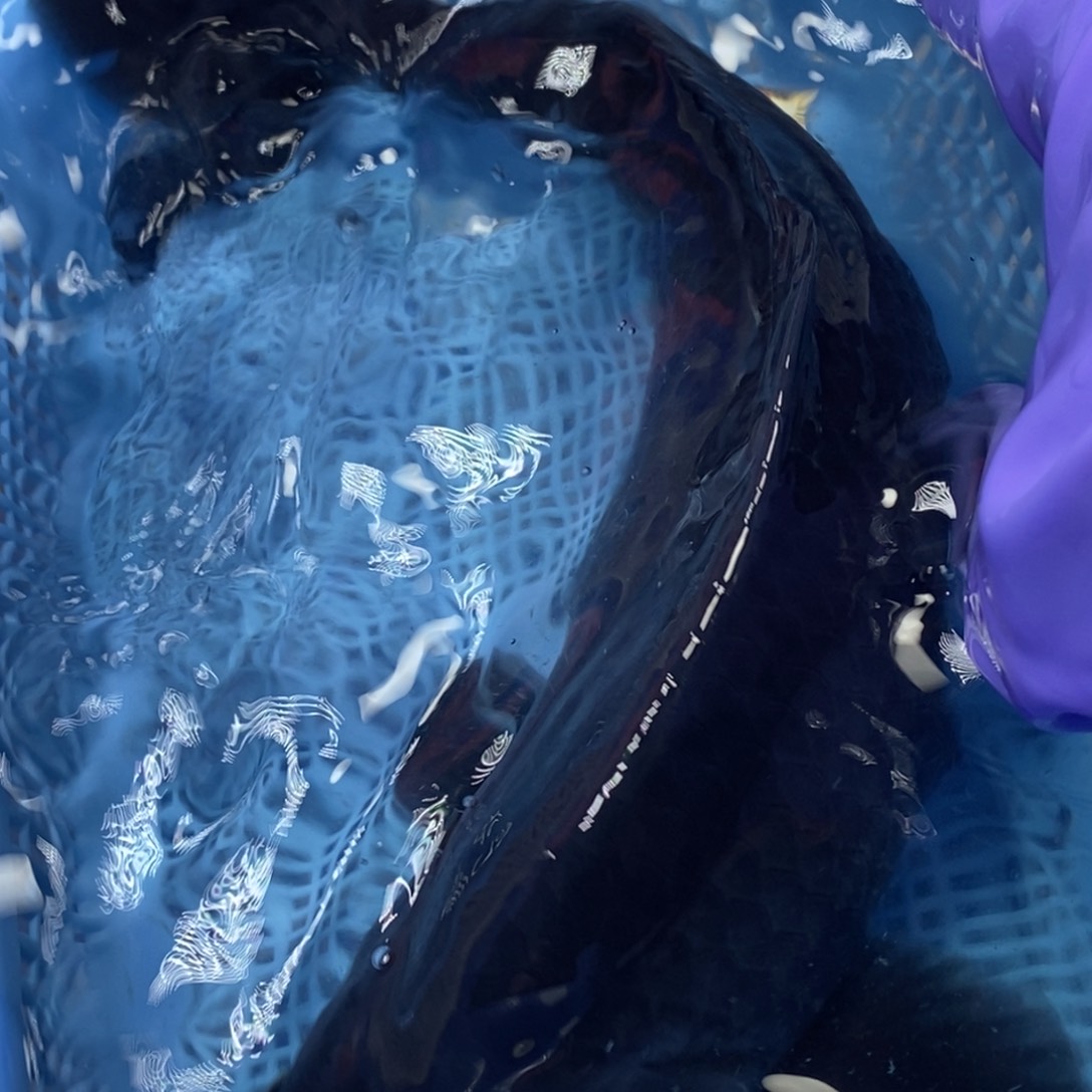 锦鲤冷水锦鲤包邮