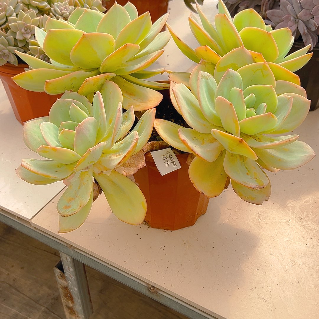 K***L1846凤多肉植物多肉多肉