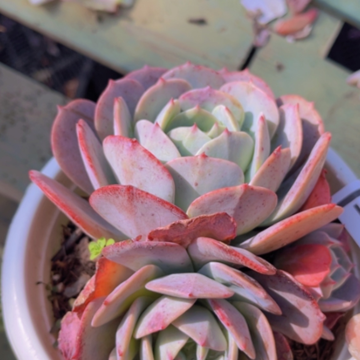 【闪购商品】蓝粉台阁13131