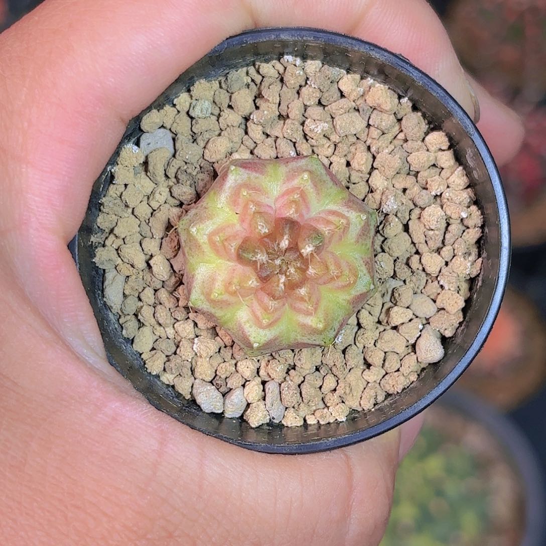 泰系实生轮回仙人球25号