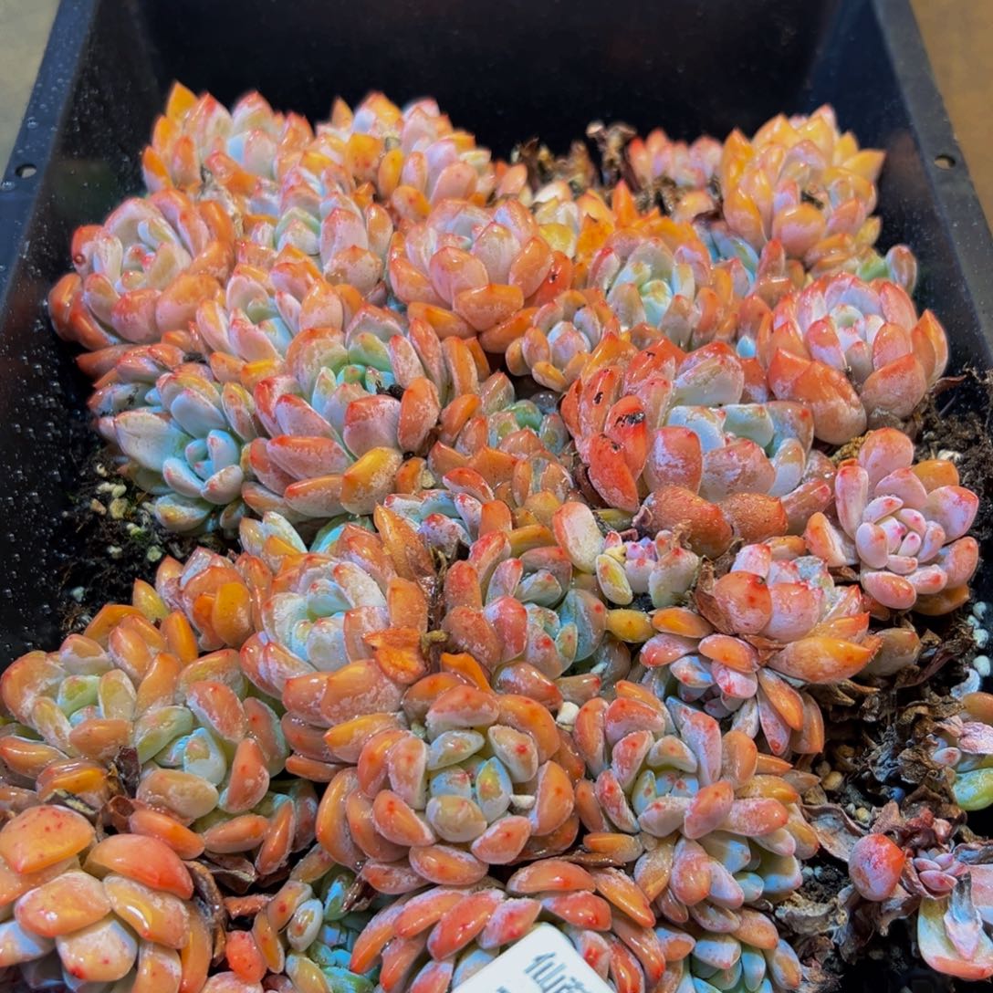 153的人都是这样吗