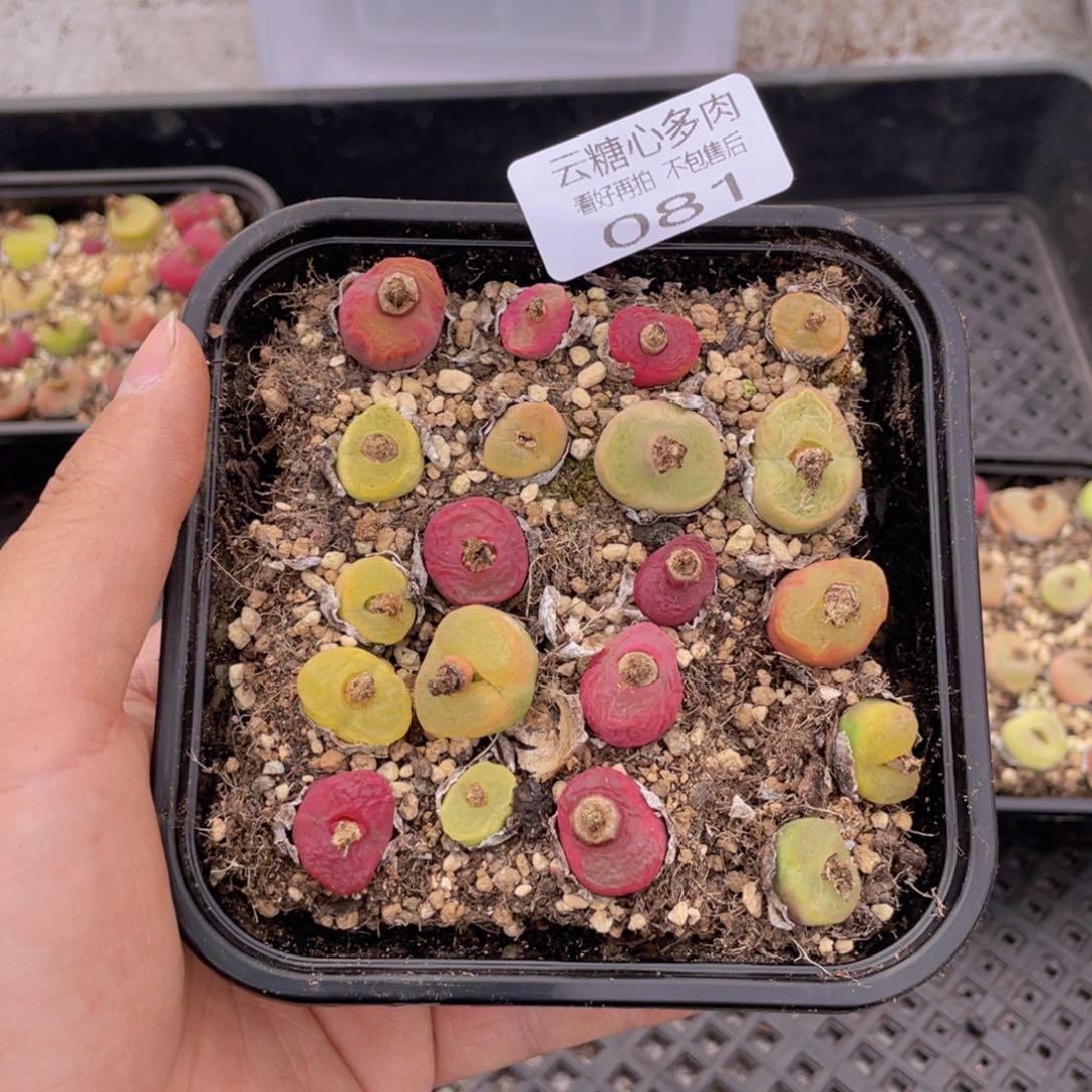 云糖心多肉植物81