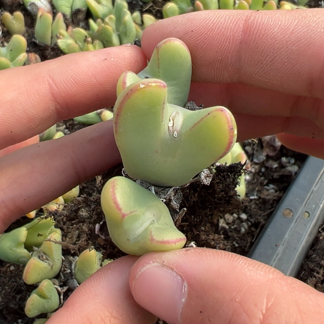 【闪购商品】637……