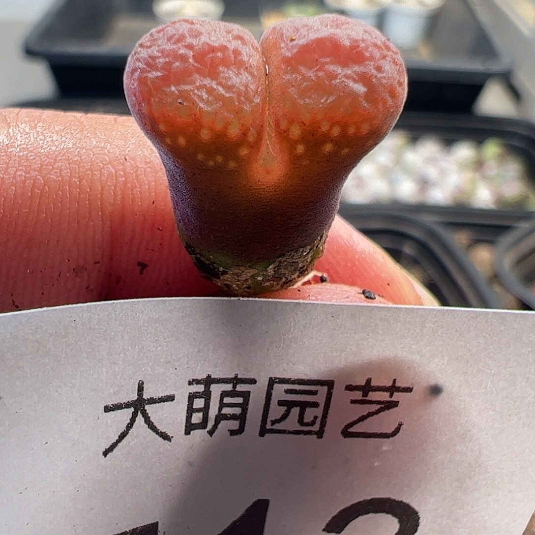 一物一拍大萌一号红风铃513