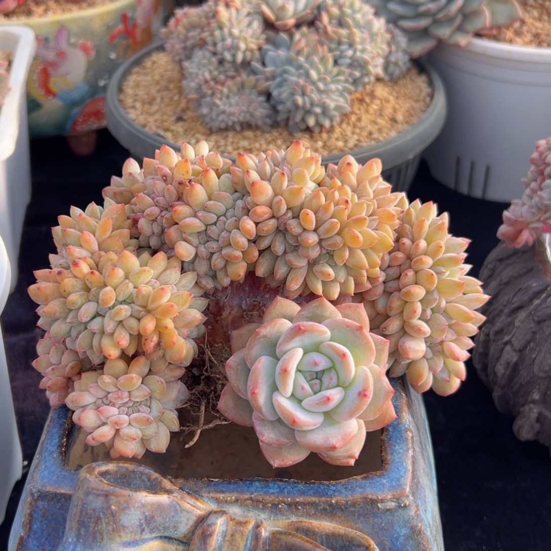 新年快乐 新年快乐