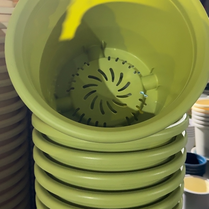 四季6号果绿无托7个特价微瑕