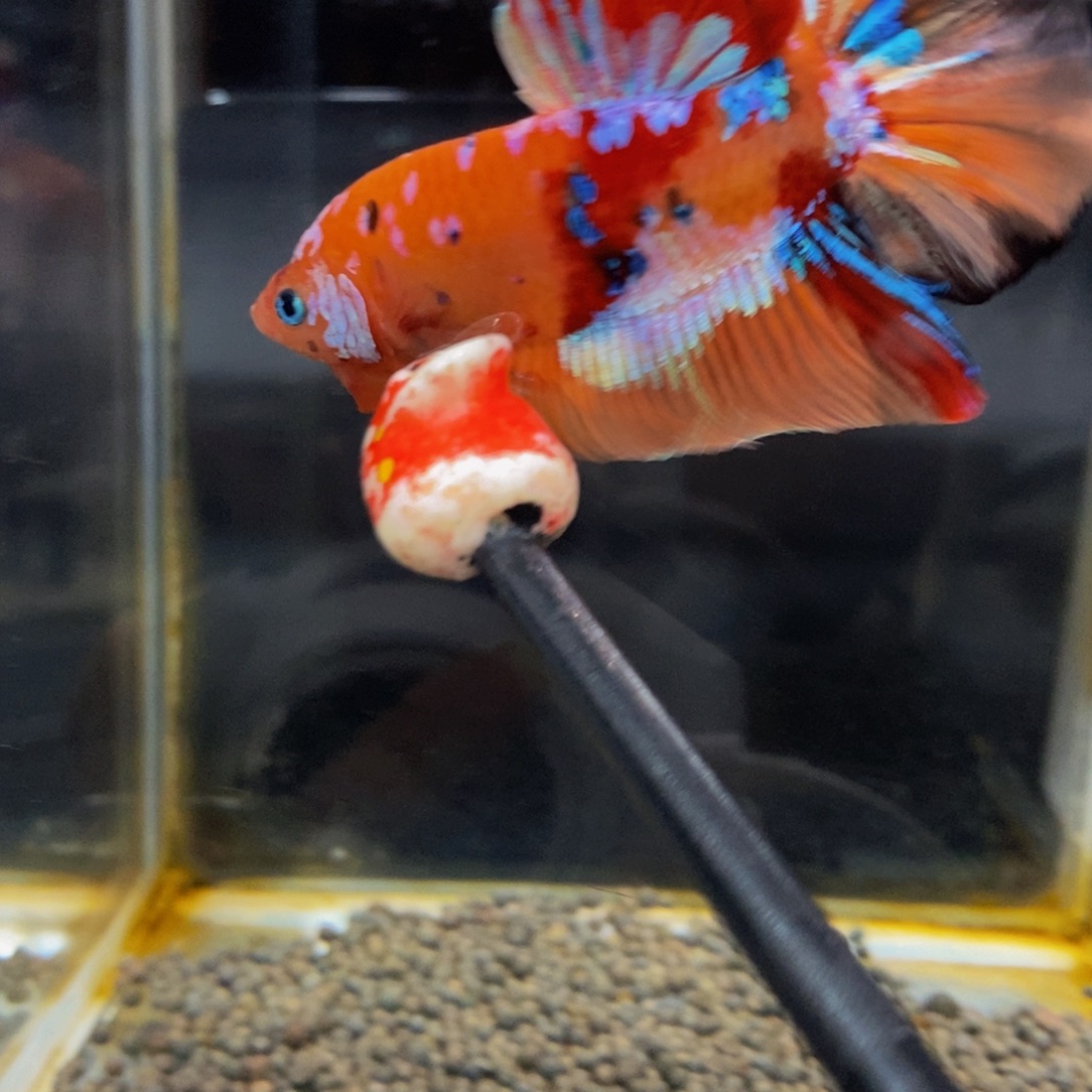 斗鱼297巨斗111111