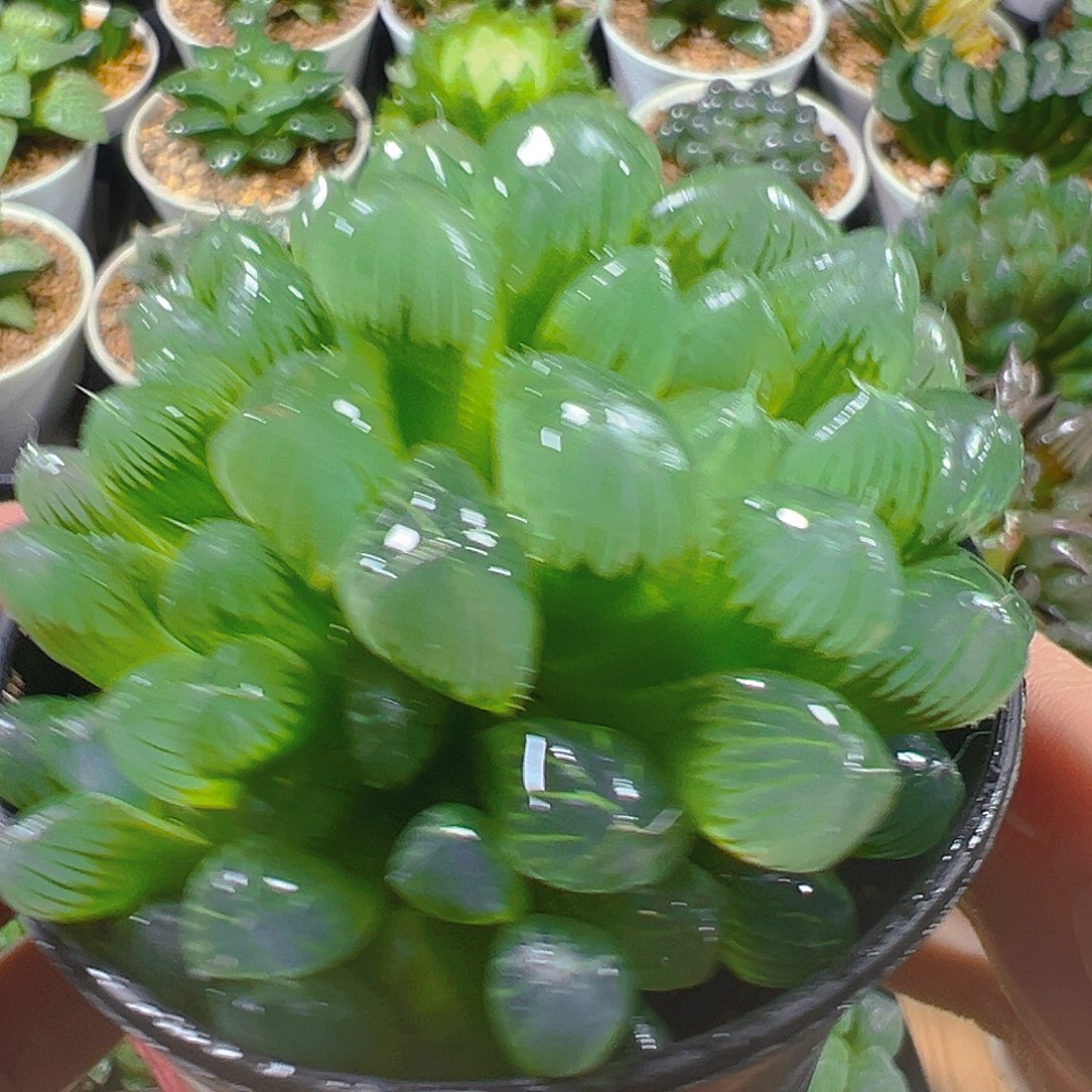 5345玉露多肉植物一颗