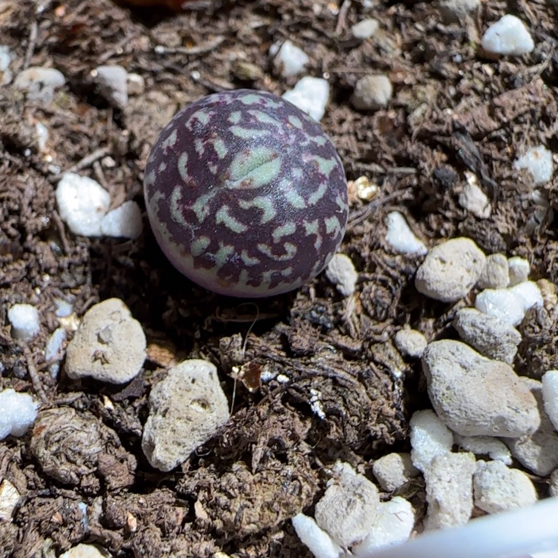 肉锥多肉植物百科-墨157