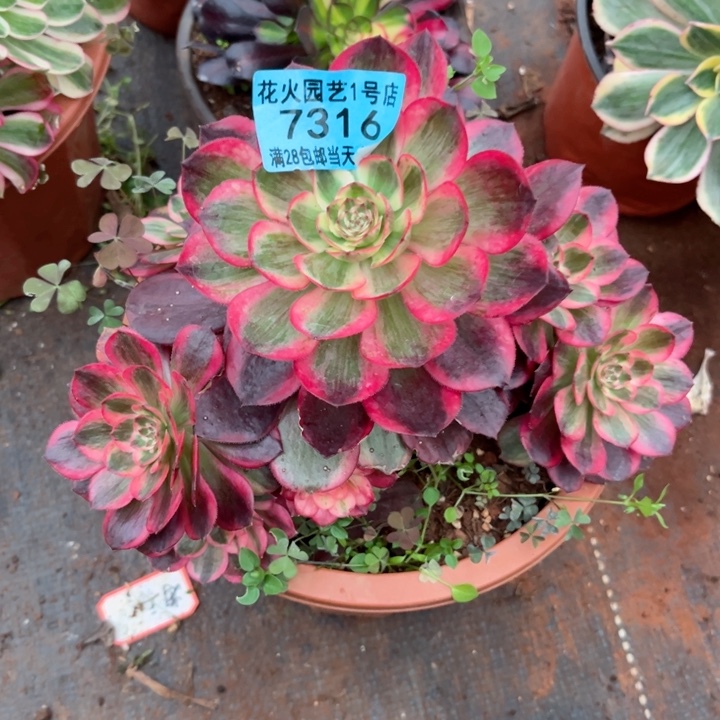 云合7316多肉植物