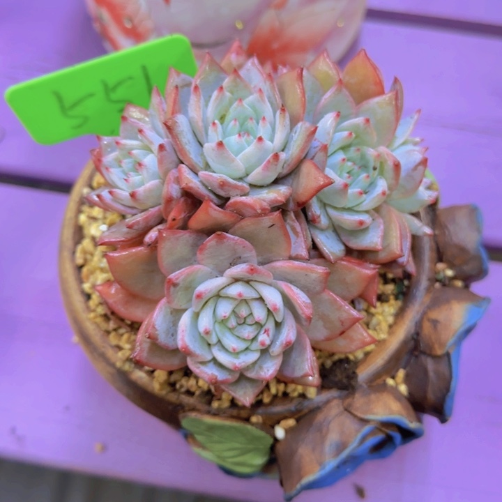 子*551多肉植物一物一拍