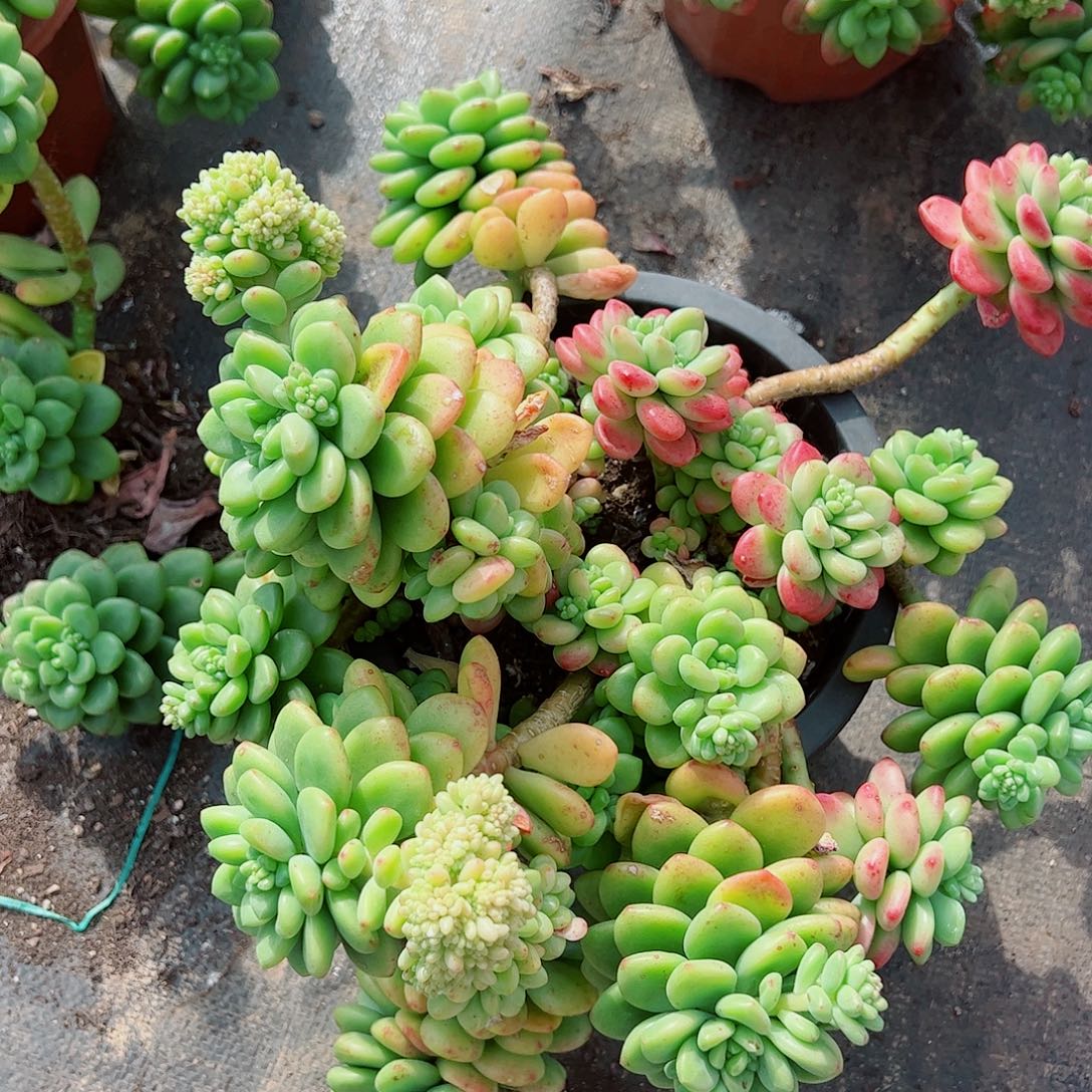 香格里拉超级大多头群生