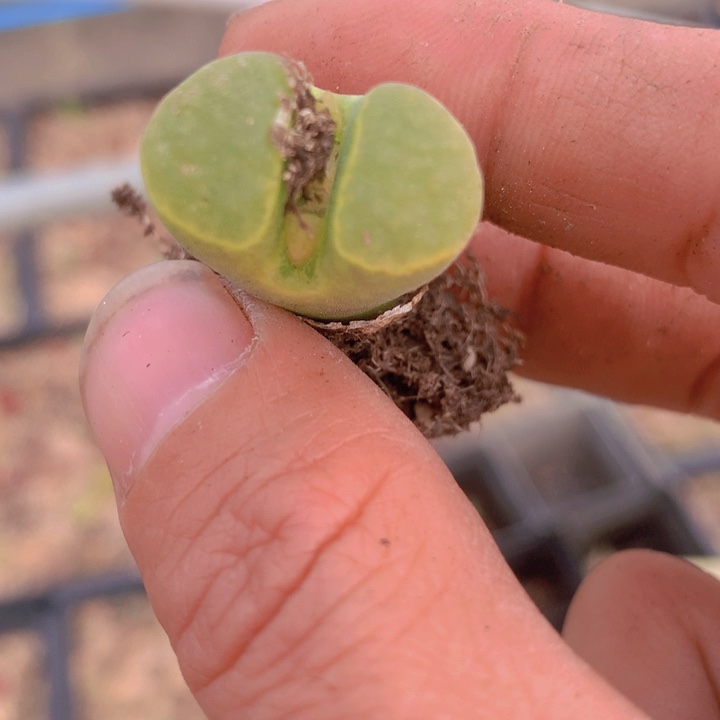 155668568865565556456865468