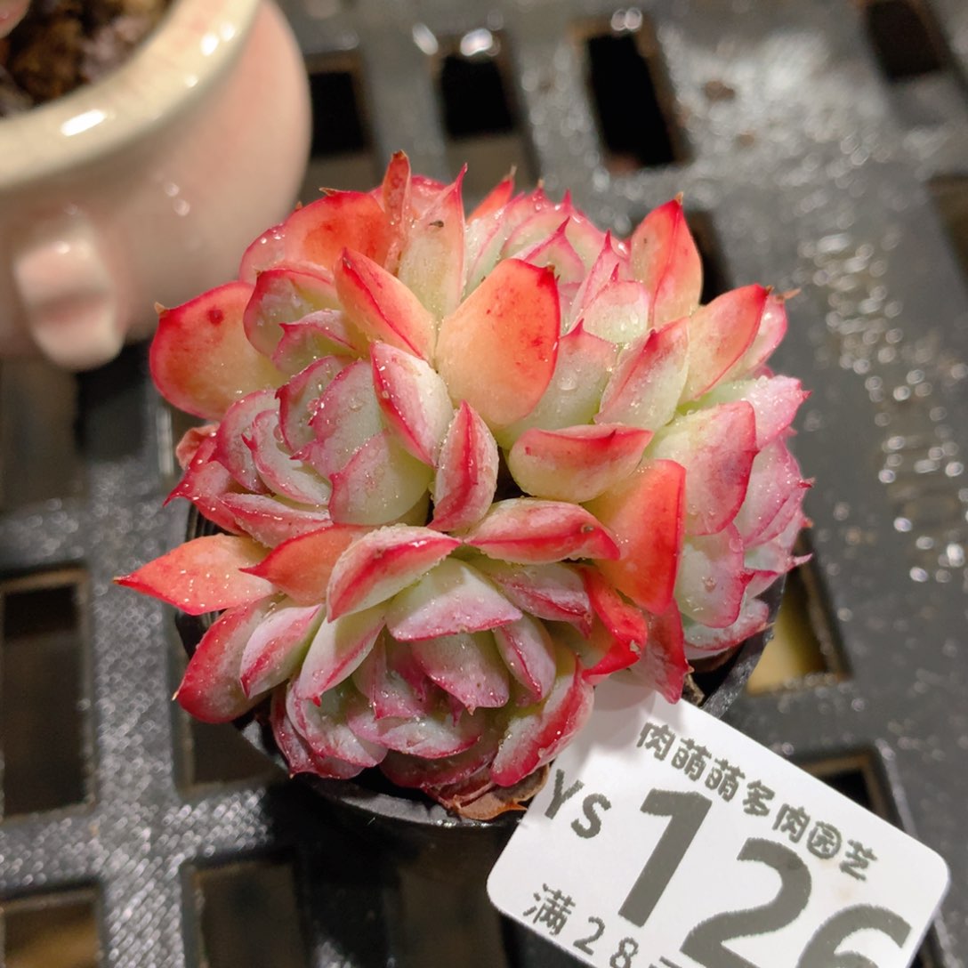 肉萌萌拇指盆精控多肉YS126