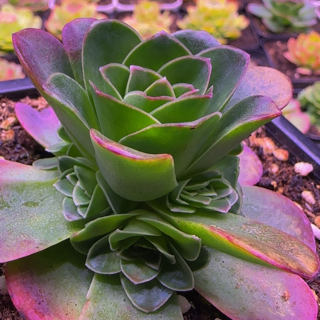 福利13535343767686886