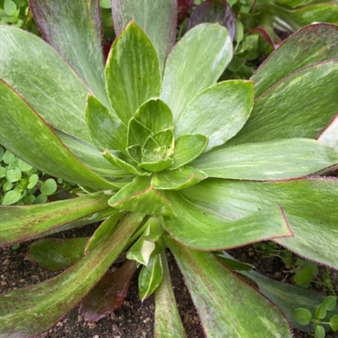 237魅影七彩满25包邮多肉