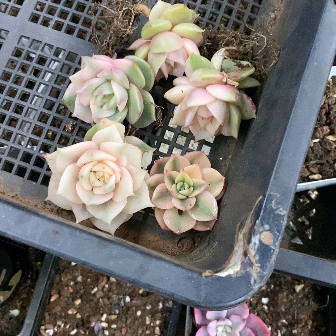豆*果贝加尔湖富伦锦多肉植物