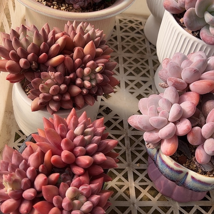 L***M22一筐多肉植物带盆