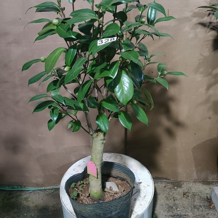 328羞涩，原盆原土发货，不包邮