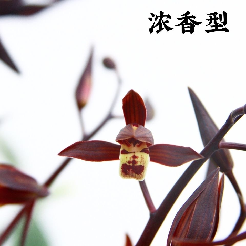 金华山墨兰正品办公室园艺绿植庭院阳台花盆茶座