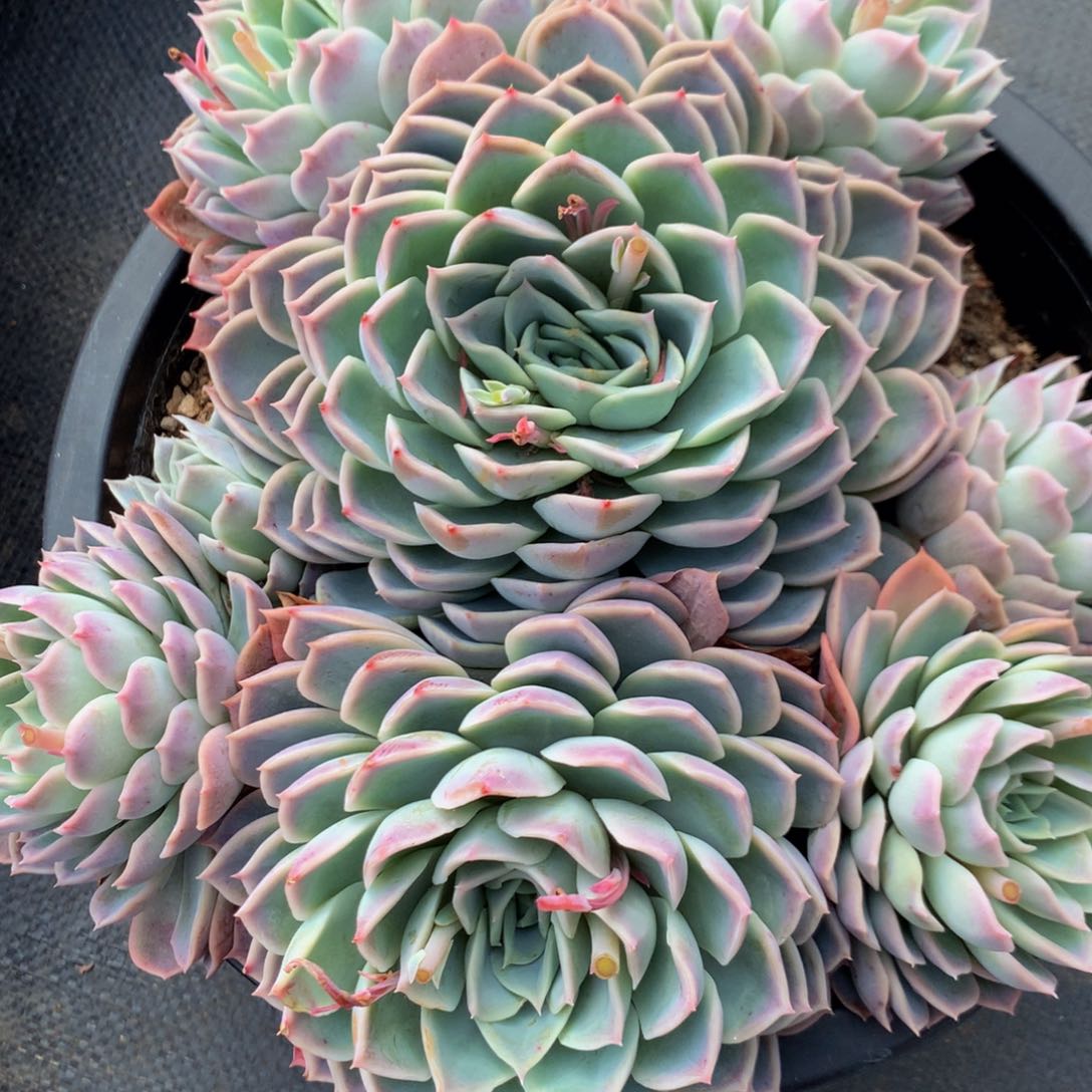 加**！约瑟琳111111111