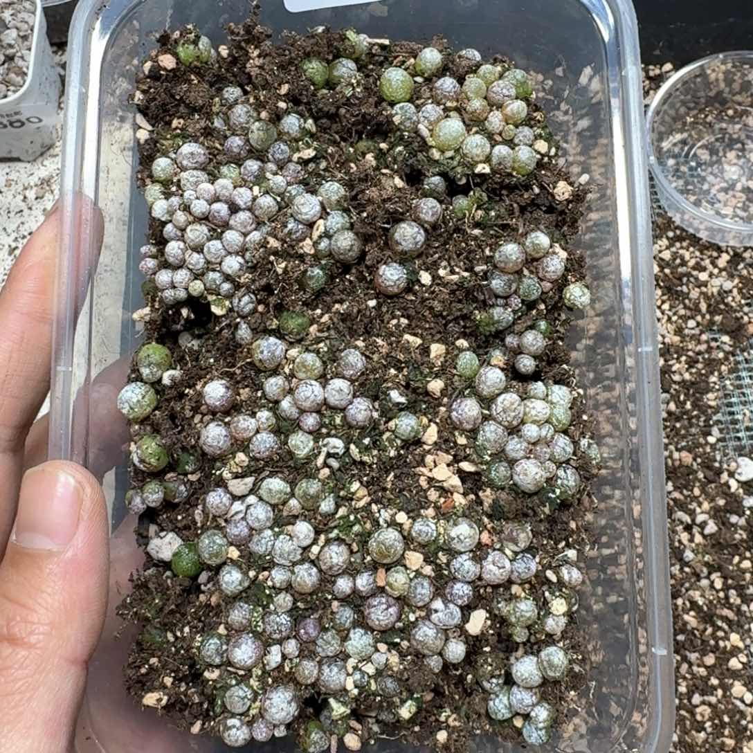 B92。小灯泡一大盒福利