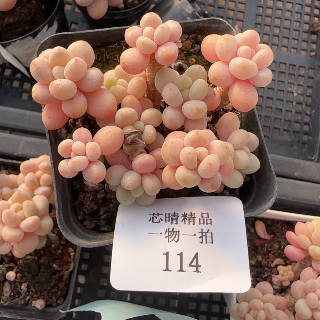 闪购精品多肉114号