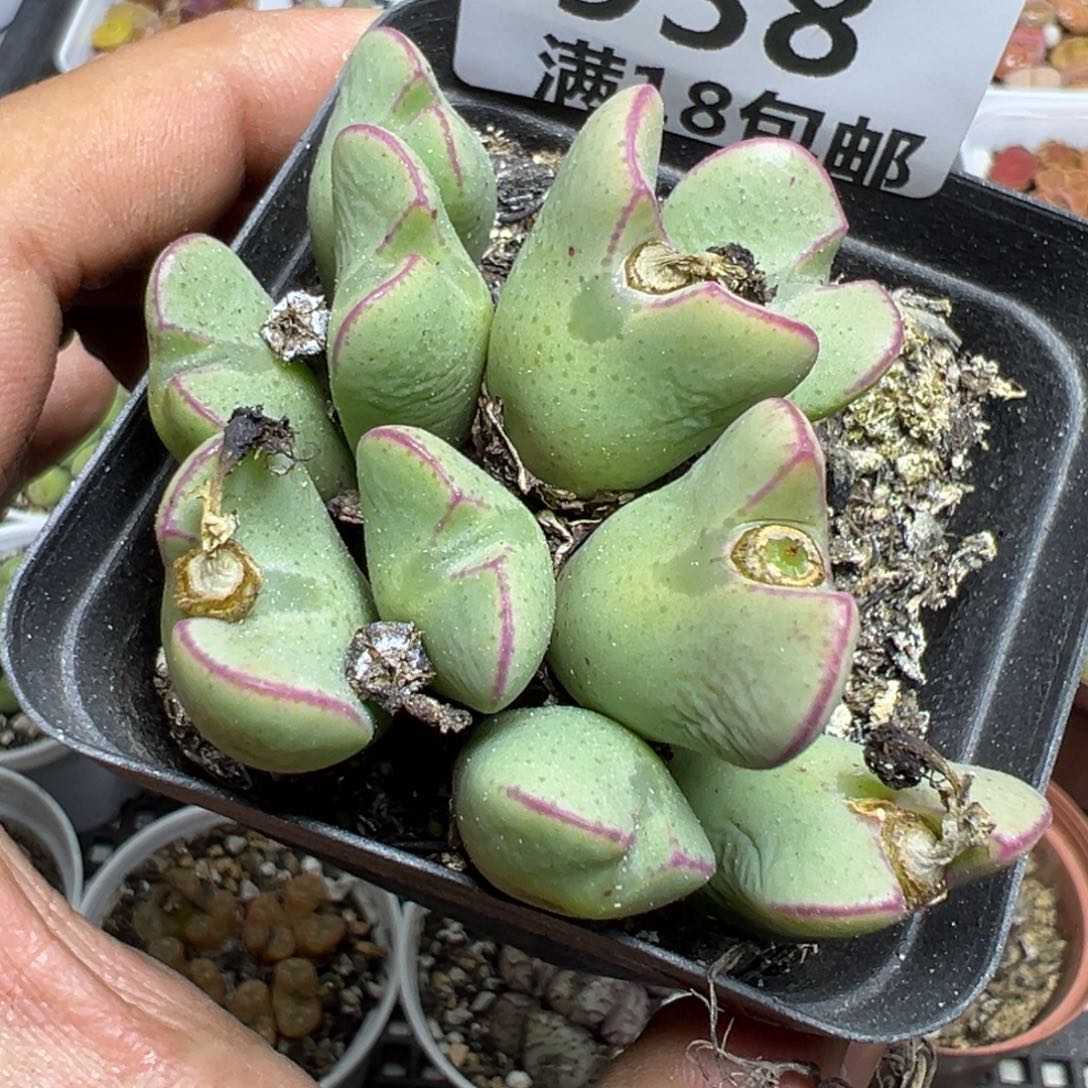 【闪购商品】 938。   