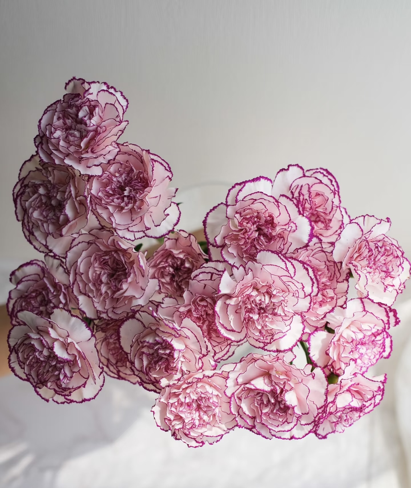 鲜花【紫精灵】同地址两单以上顺丰包邮送货上门+送配草1扎