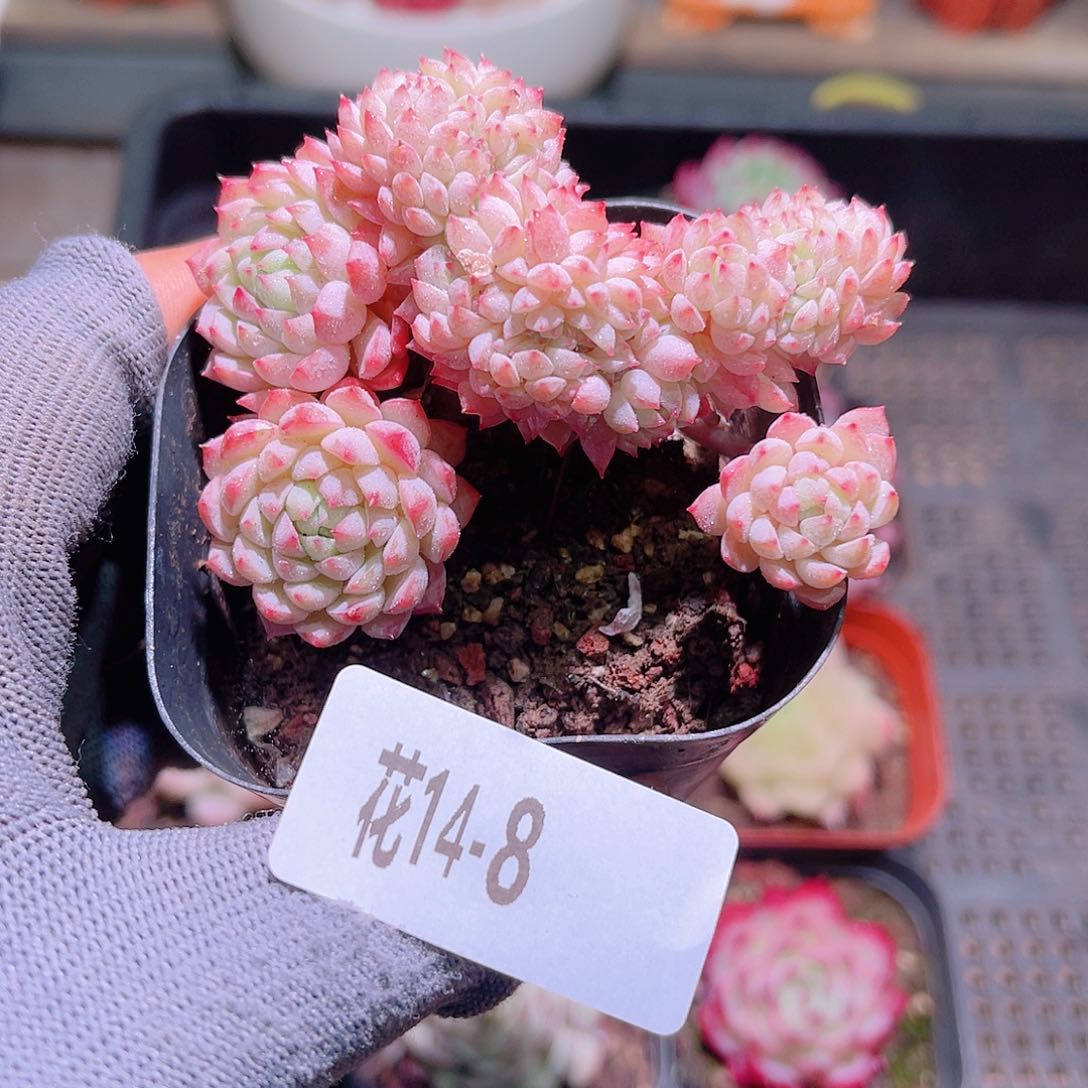 花14-08小粉莓群生