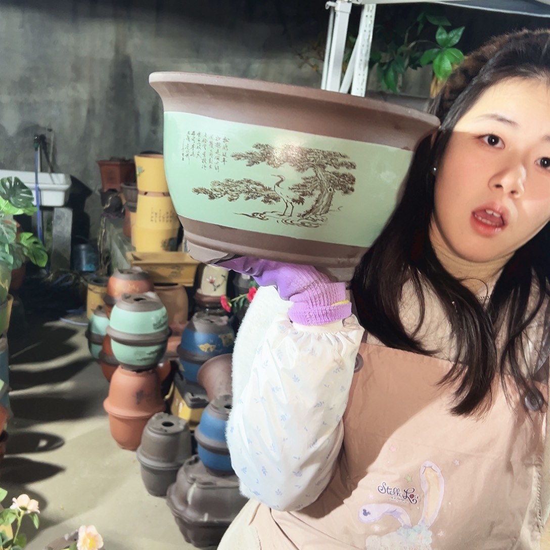 30绿色松鹤三角金钟花盆花盆