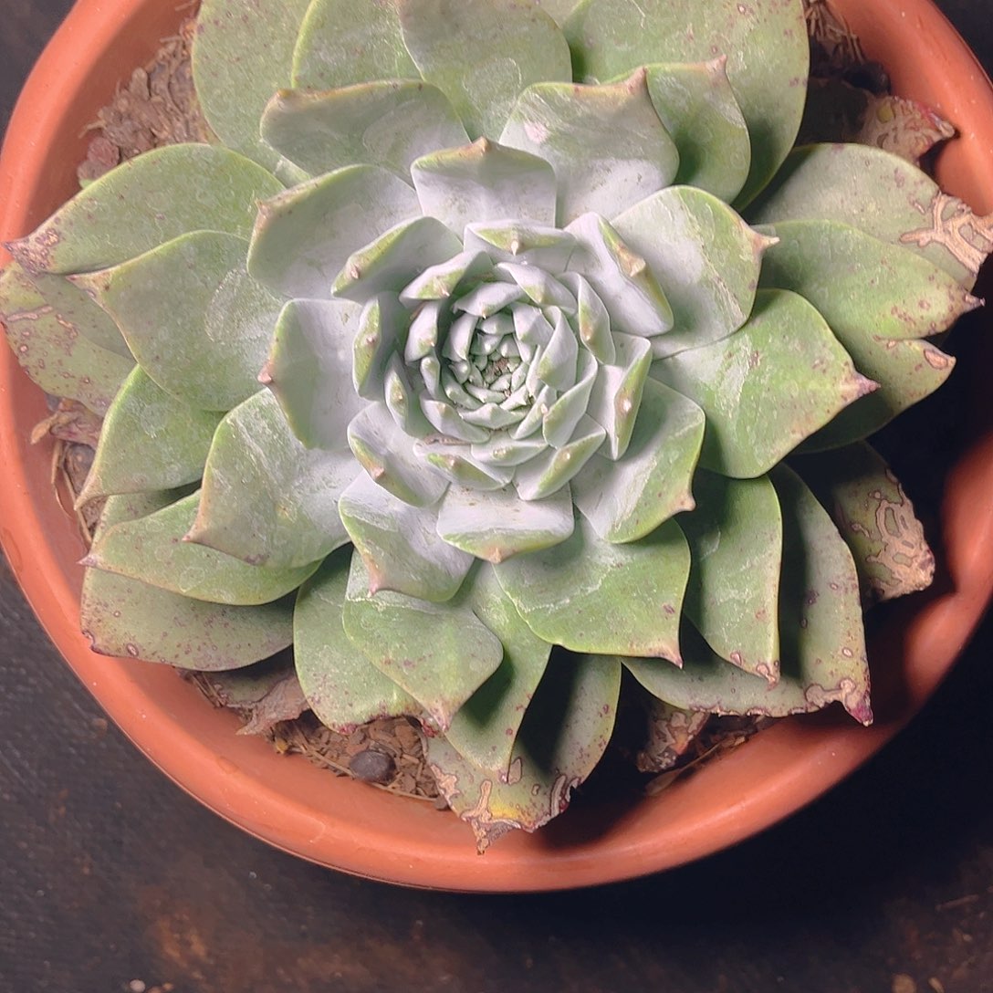 苹果叶雪山大花朵脸