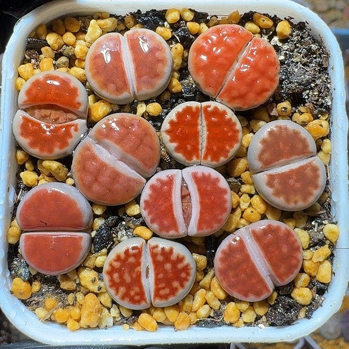 生石花111111。 282