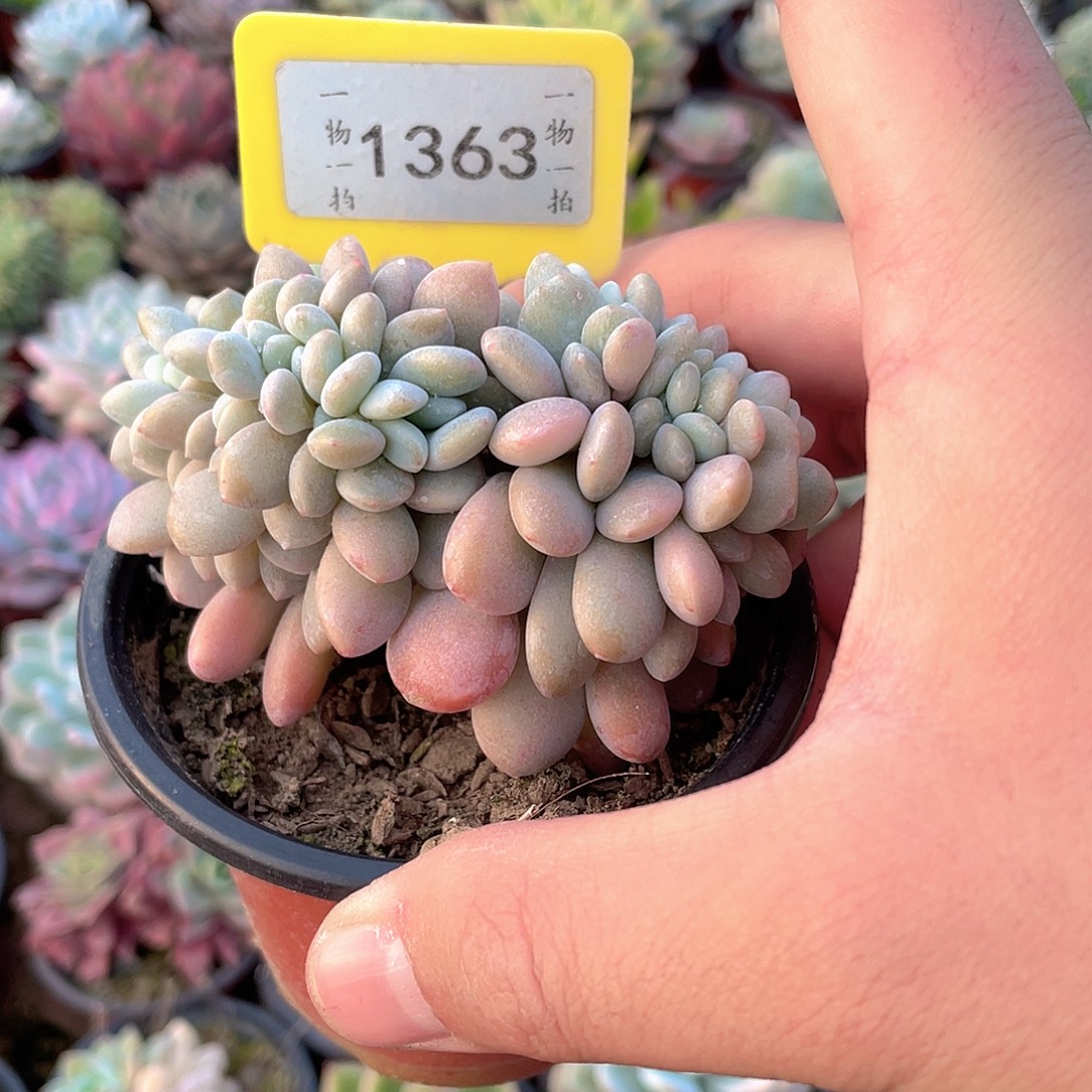 超***️1363号多肉植物盆栽