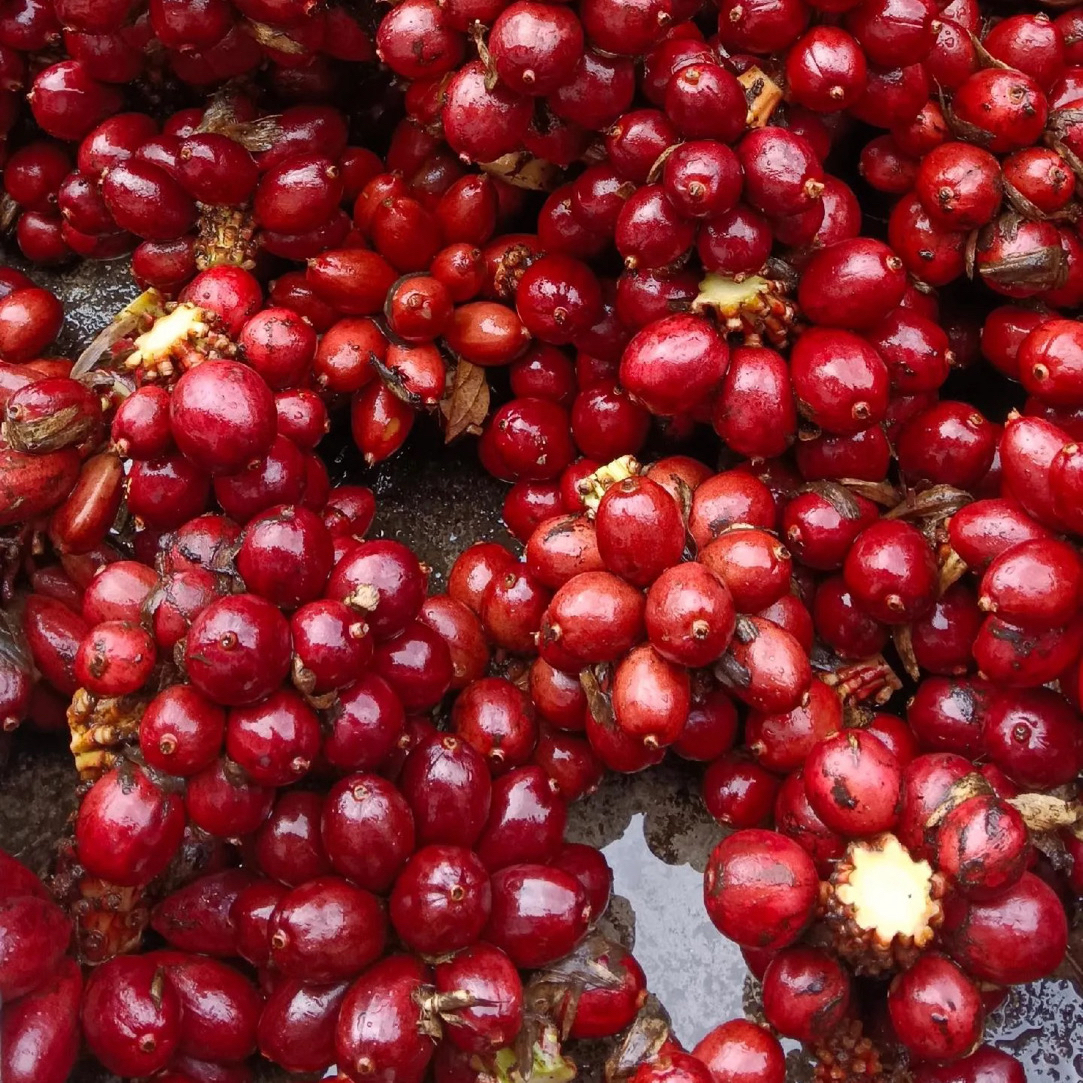 正宗云南德宏草果新鲜现摘顿鸡顿排骨香料调味家用正品马家柚