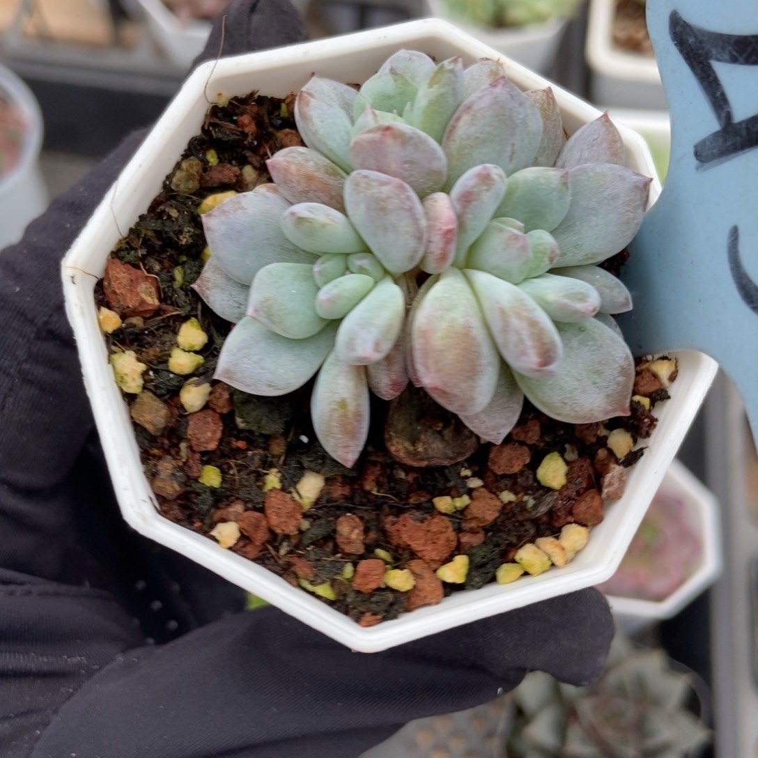 2150石化星影多肉植物纤维