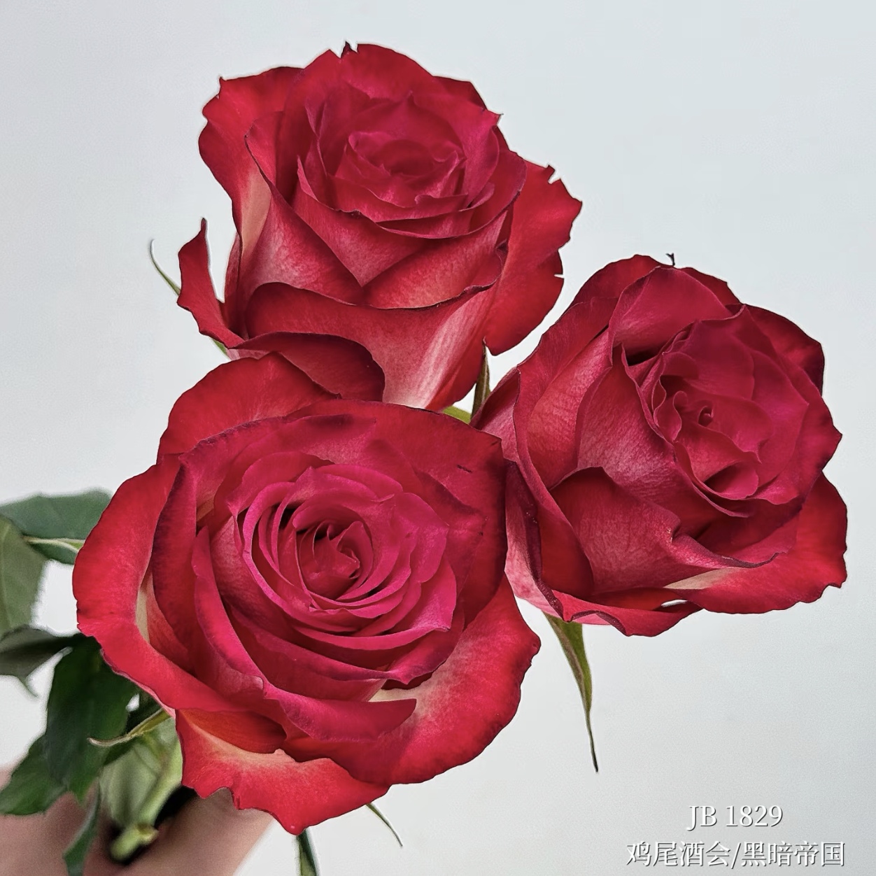 【鸡尾酒会1加仑独颗】切花玫瑰阳台庭院好养护抗病性强花卉绿植