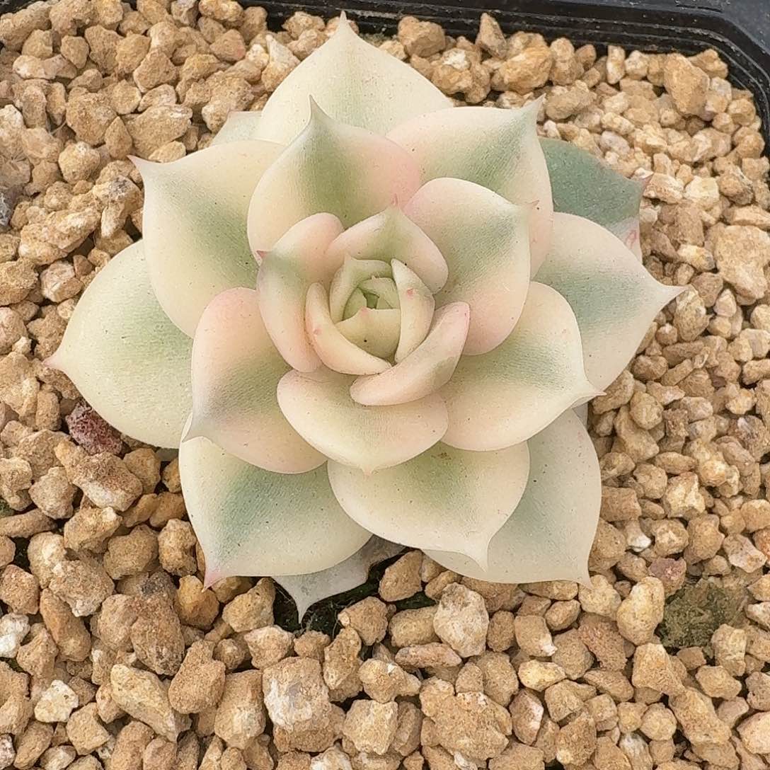 起***飞贝加尔湖一物一拍