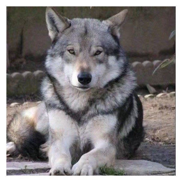 捷克狼犬幼犬小狗狼狗便宜狗狗活物真狗宠物家养正宗大型犬