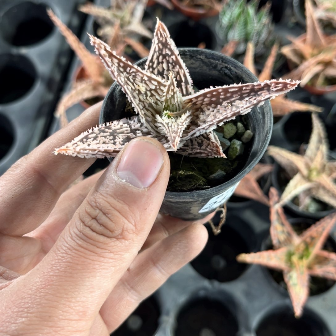 叁24532一物一拍单头发货