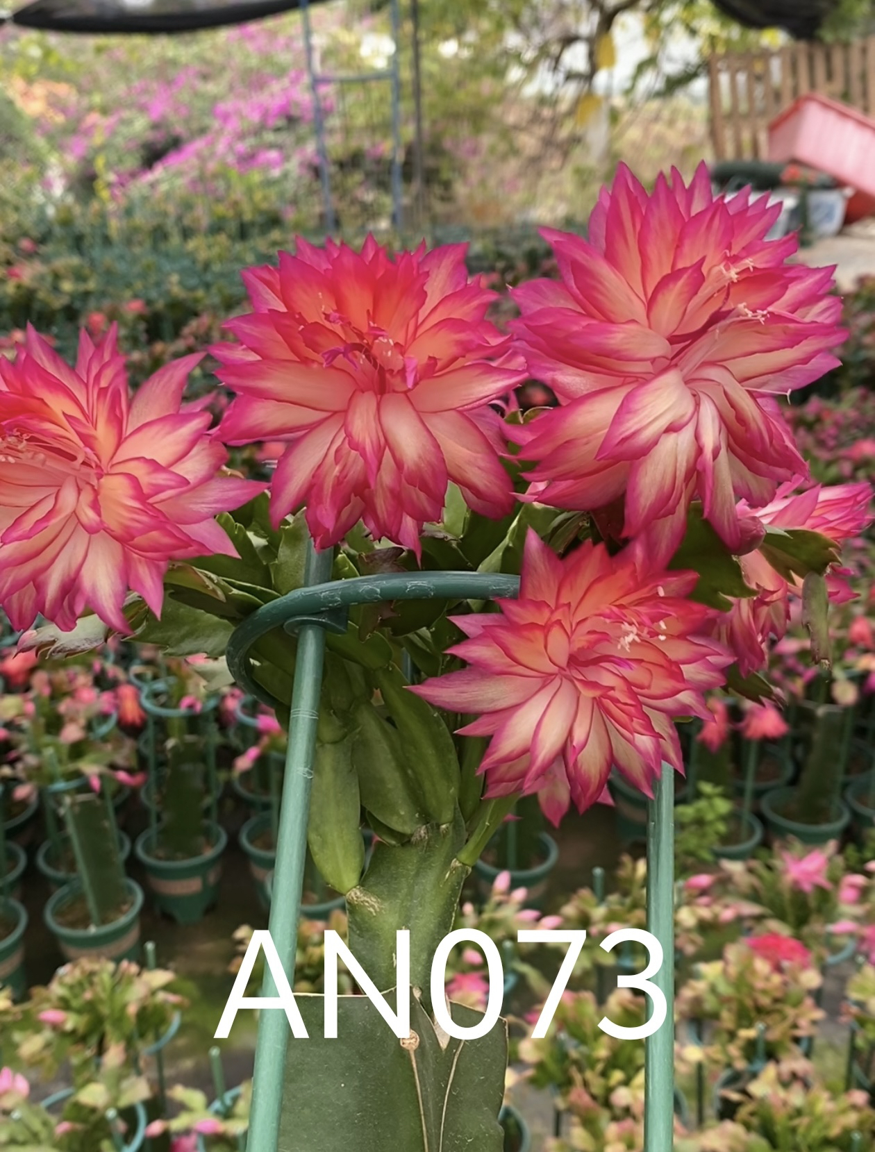 重瓣大花蟹爪兰073