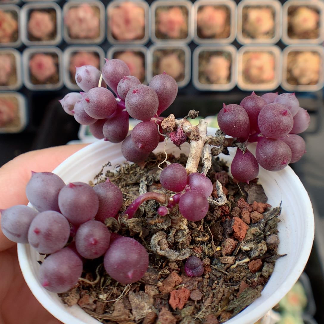 一物一拍精品多肉。紫葡萄2