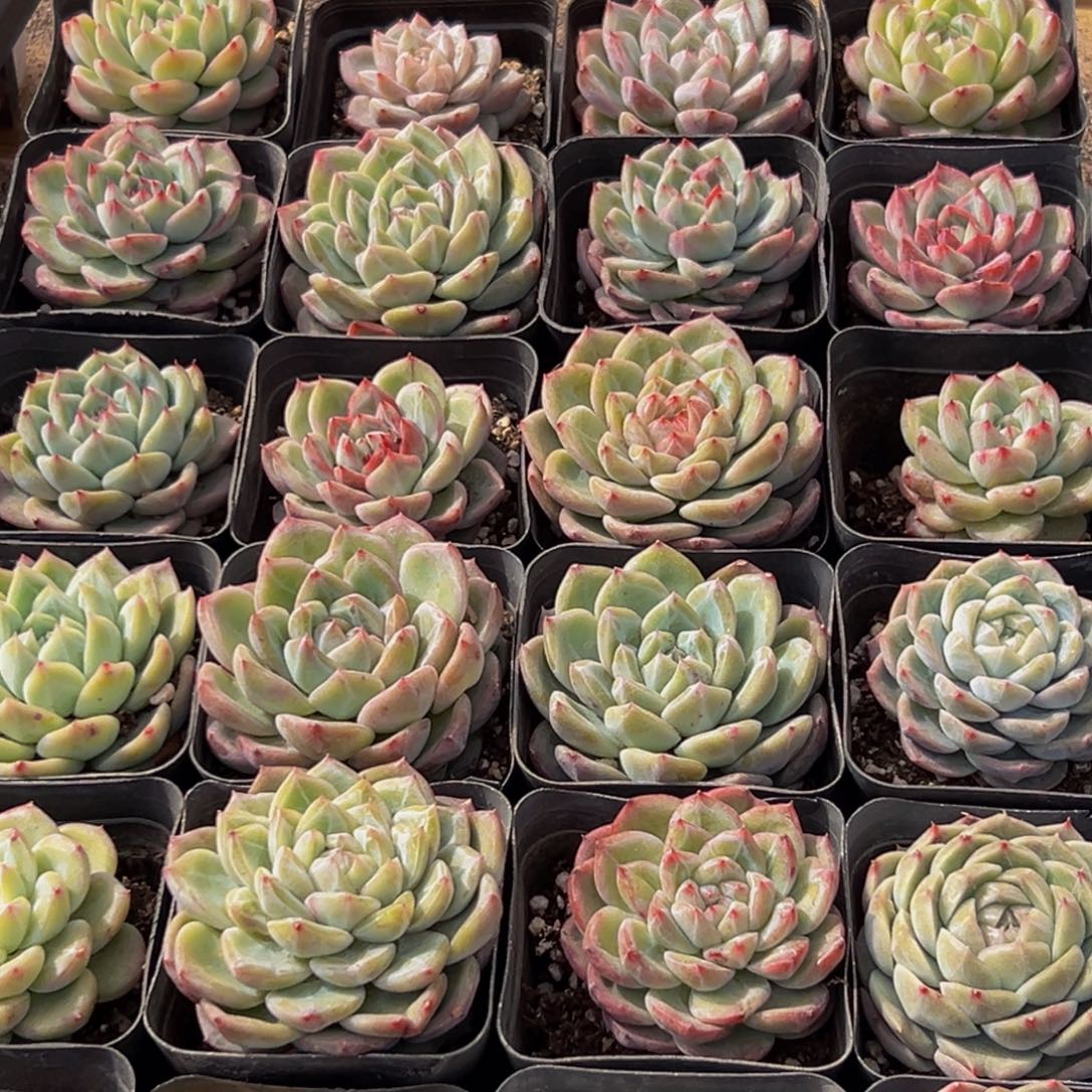 117多肉葡萄的味道是什么