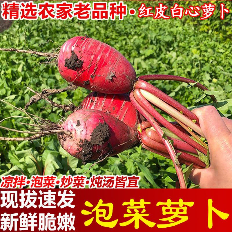 新鲜红皮白心现拔萝卜紫美人红心胭脂萝卜四川特产农家蔬菜