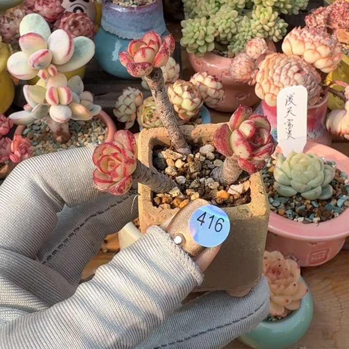 416 多肉含盆土 30元包邮 除偏远