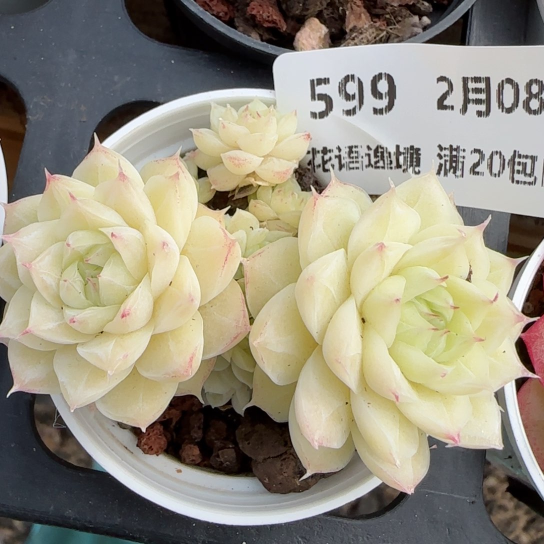 花语逸镜0208-599