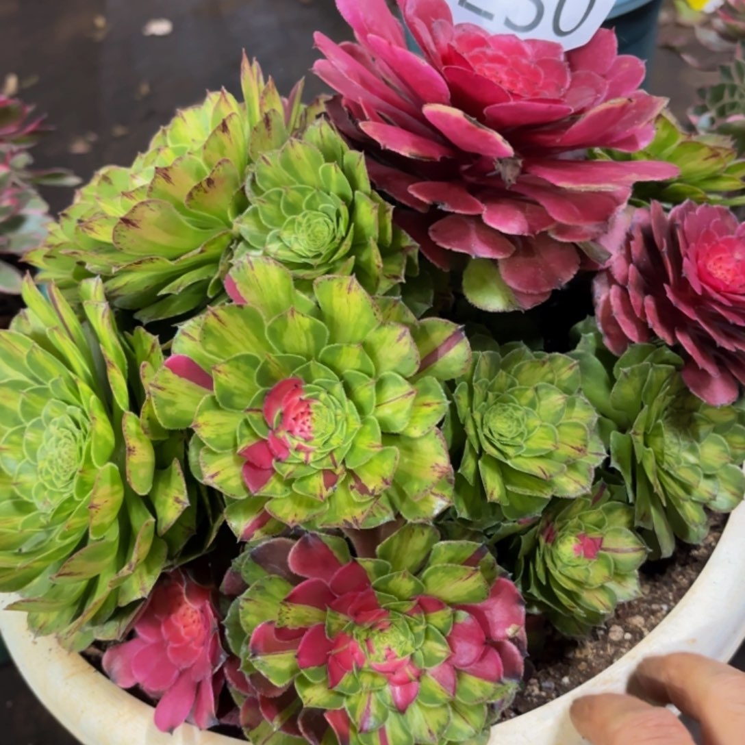 哈哈多肉葡萄福利250